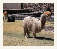 alpaca and llama cuzco tours