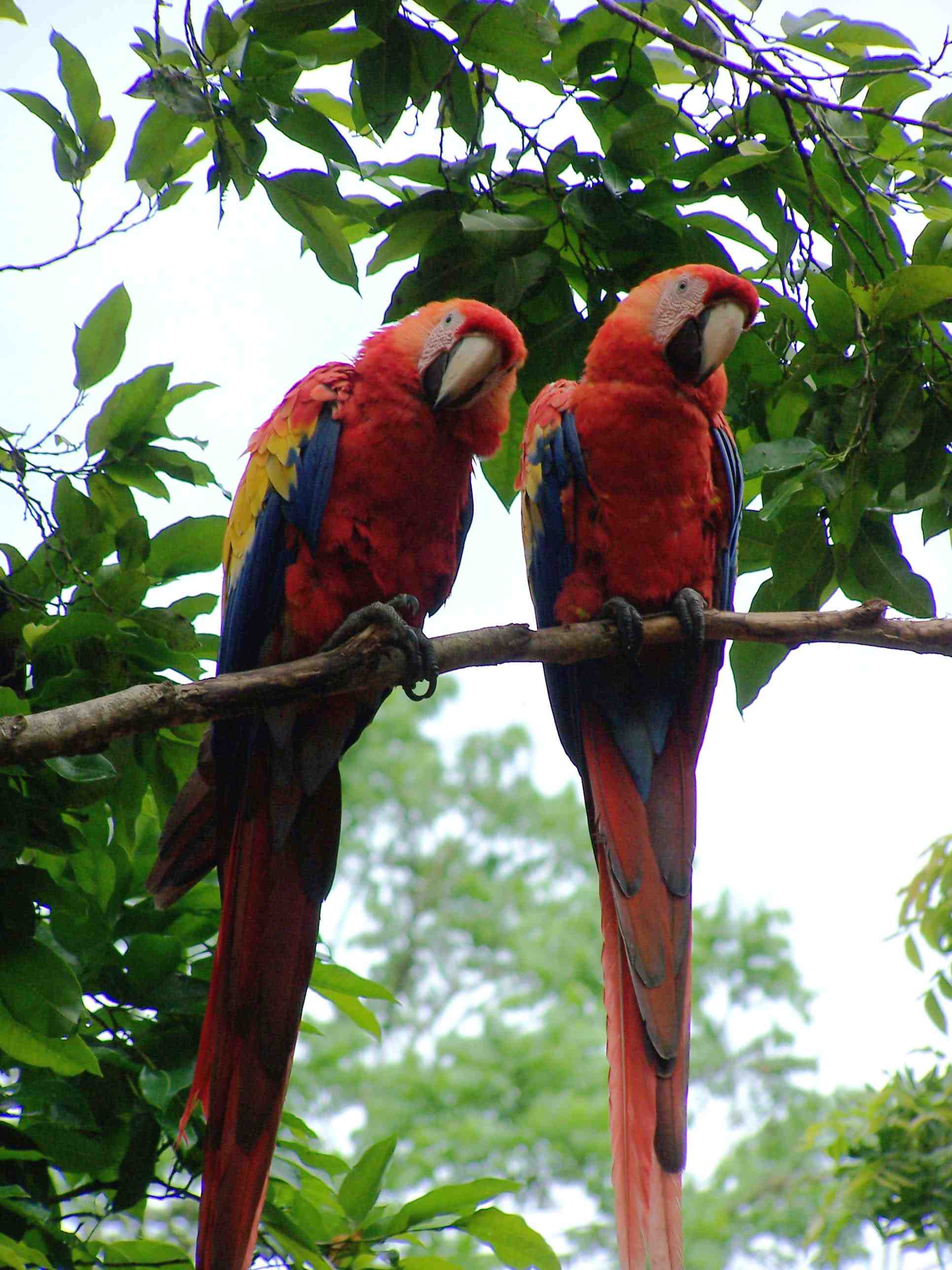 Copan macaw couple