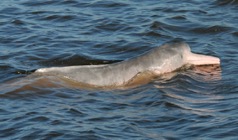 Amazon River Cruise Delfin Picture 28