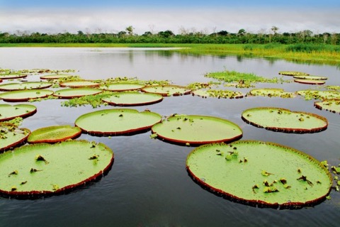 GIANT-WATER-LILIES_1-599x399