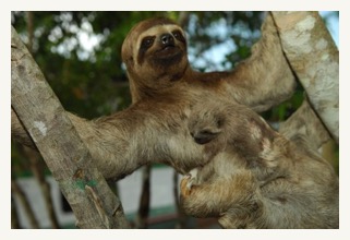 Three-Toed-Sloth-with-baby amazon cruise