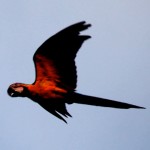 Guacamayo-Rojo-y-Azul-Scarlet-Macaw-150x150