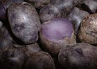 140_food_potato_purpura