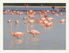 flamingos celestun
