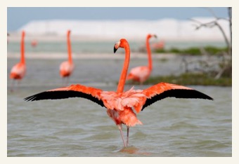 flamingo with back  primary  showing while taking off in rio lagartoa