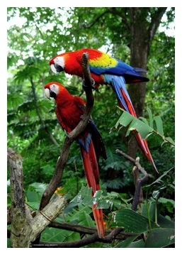 macaws on costa rica tour