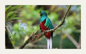 resplandecent-quetzal