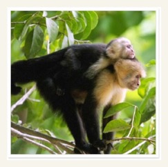 monkeys costa rica rainforest