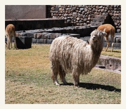 alpaca and llama cuzco tours