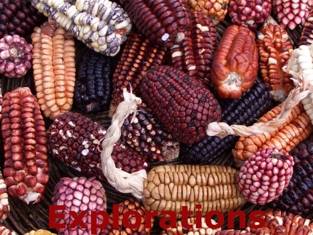 Peruvian_corn copy_WM